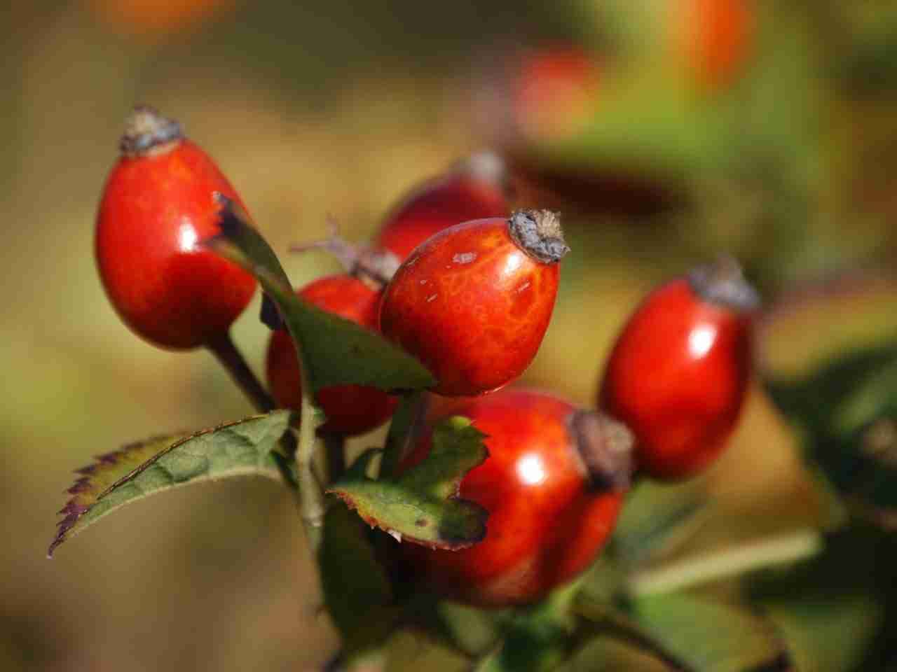 Benefits of Rosehip Oil For Acne Prone Skin