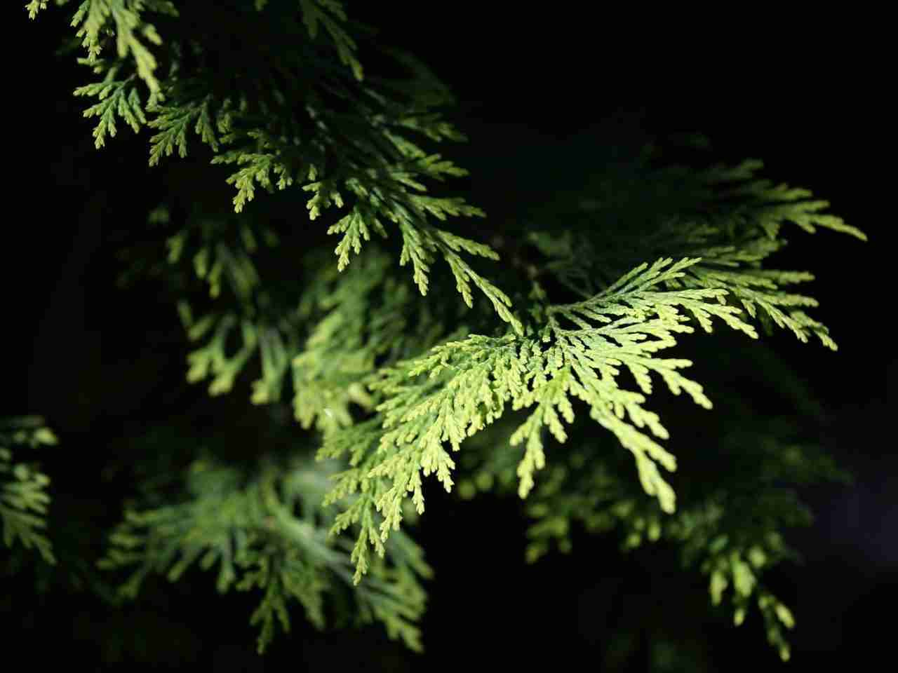 Benefits of Cypress Essential Oil For Acne Prone Skin